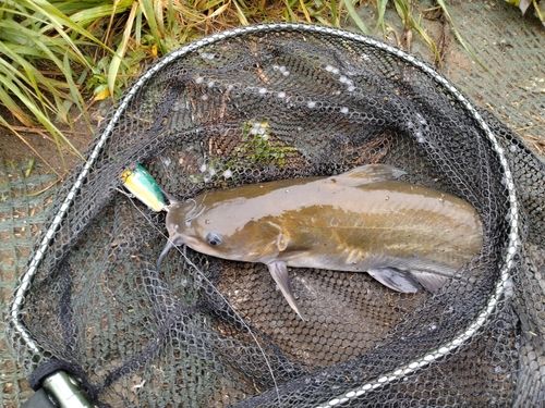 アメリカナマズの釣果