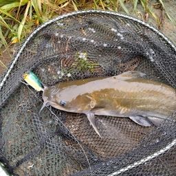 アメリカナマズ