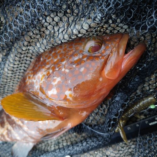 キジハタの釣果