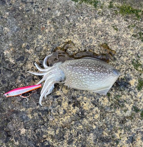コウイカの釣果