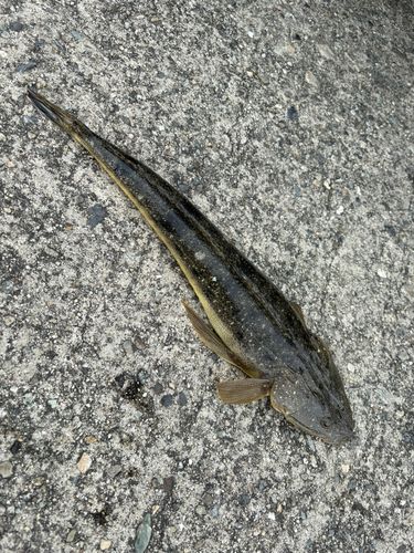 マゴチの釣果