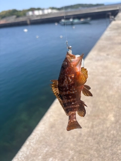 キジハタの釣果