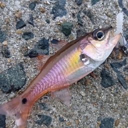 ネンブツダイ