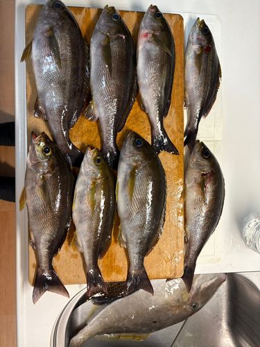 イサキの釣果