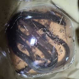 ウナギ