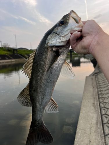 ヒラスズキの釣果