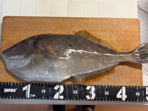 ウスバハギの釣果