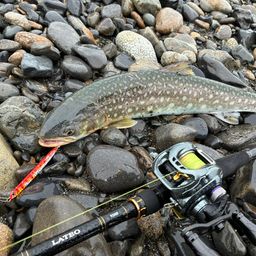アメマス