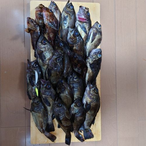 クロメバルの釣果