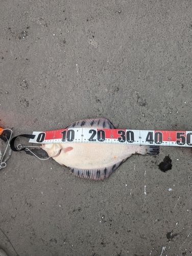 クロガシラガレイの釣果