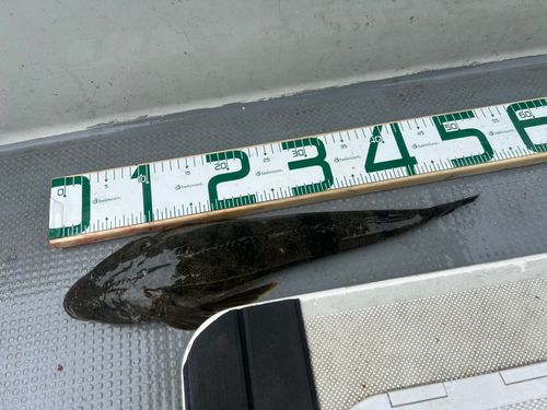 マゴチの釣果