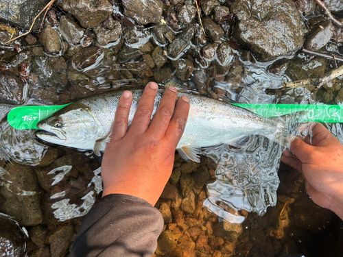ミヤベイワナの釣果