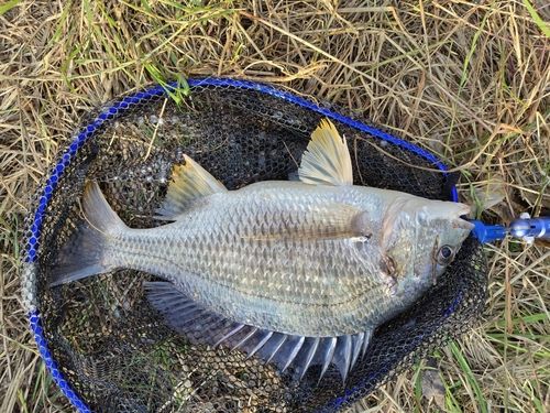 キビレの釣果