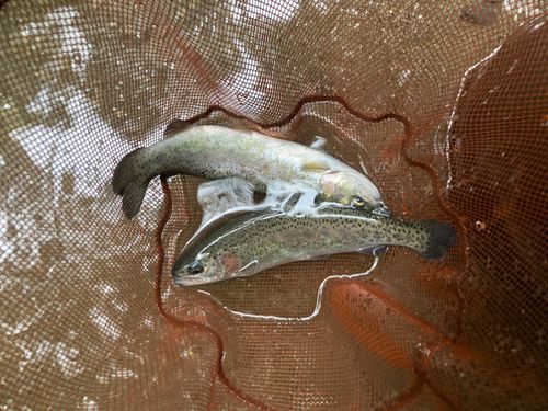 ニジマスの釣果