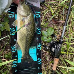 ラージマウスバス