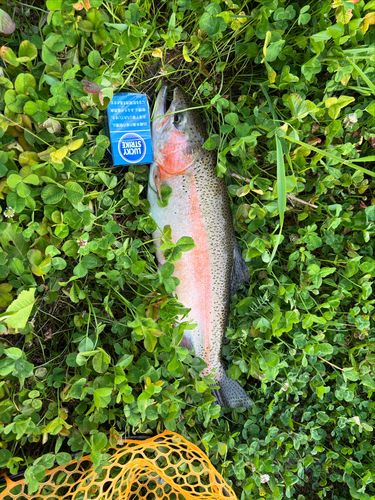 ニジマスの釣果