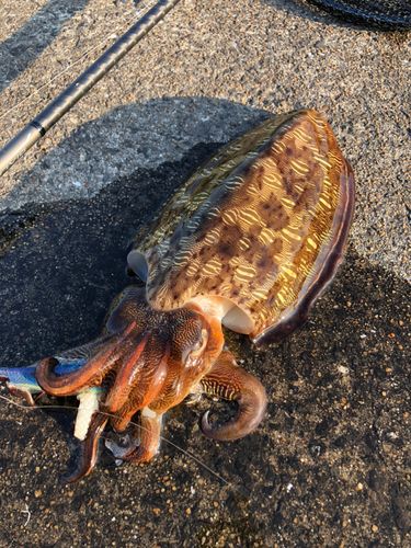 モンゴウイカの釣果