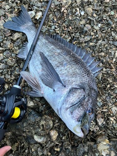 チヌの釣果