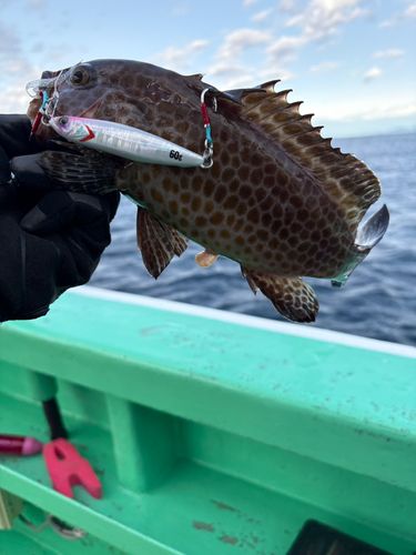 オオモンハタの釣果