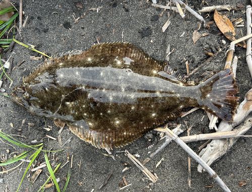 ソゲの釣果