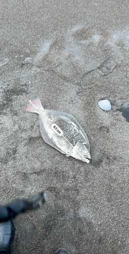ヒラメの釣果
