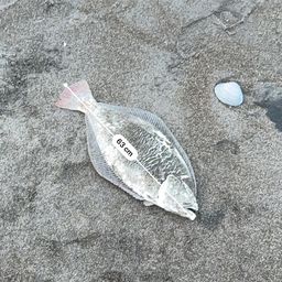 ヒラメ