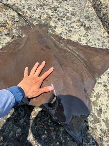 ナルトビエイの釣果