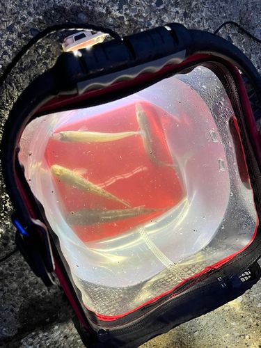 シロギスの釣果