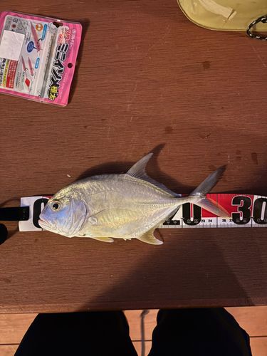 メッキの釣果