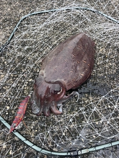 モンゴウイカの釣果