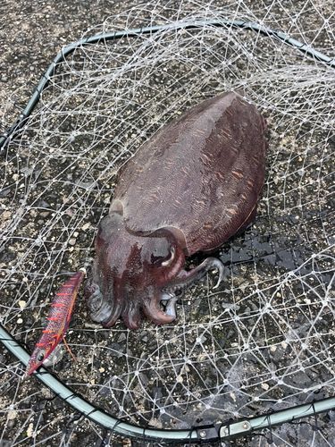 モンゴウイカの釣果