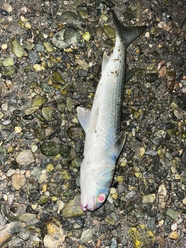 ボラの釣果
