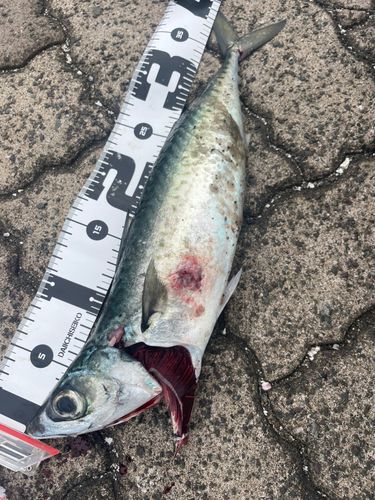 マサバの釣果