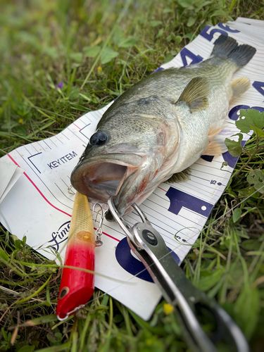 ブラックバスの釣果