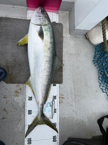 ヒラマサの釣果