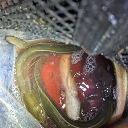 ウナギ