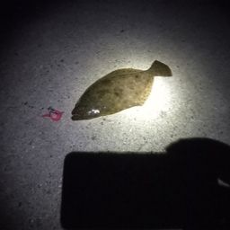 ヒラメ