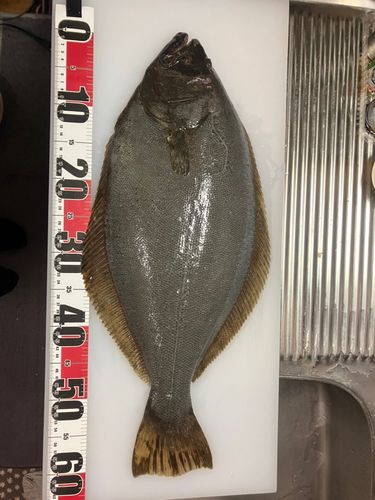 ヒラメの釣果