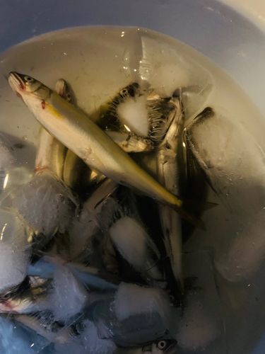 コアユの釣果