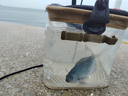 グレの釣果