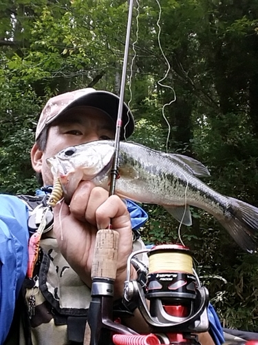 ラージマウスバスの釣果