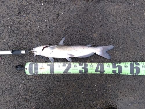 アメリカナマズの釣果