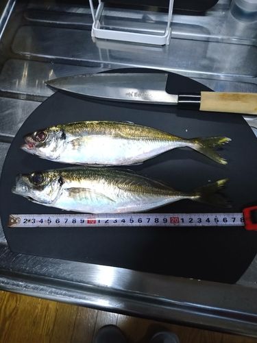 アジの釣果
