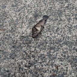 カサゴ