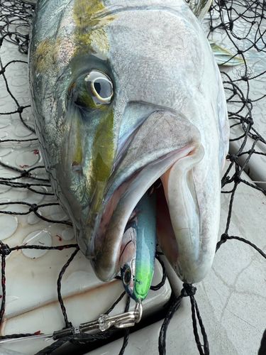 ヒラマサの釣果