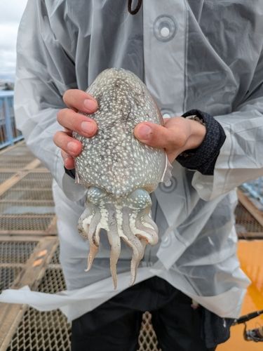 シリヤケイカの釣果
