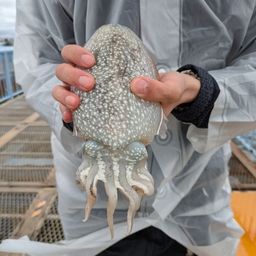 シリヤケイカ