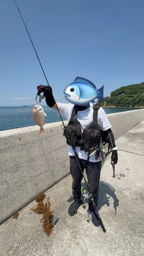 タイの釣果