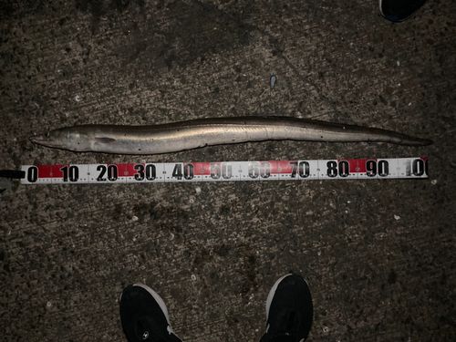 ハモの釣果