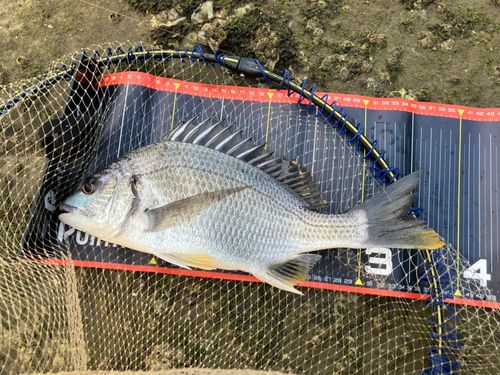 キビレの釣果